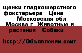 щенки гладкошерстного фокстерьера › Цена ­ 5 000 - Московская обл., Москва г. Животные и растения » Собаки   